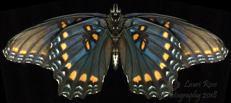Limenitis arthemis