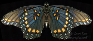 Limenitis arthemis