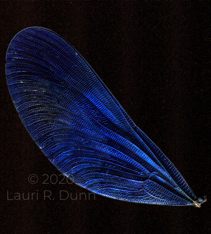 Calopteryx virgo Ornament