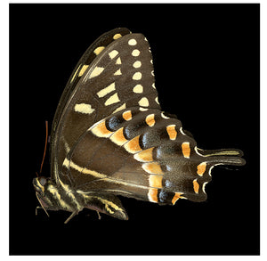 Papilio polyxenes
