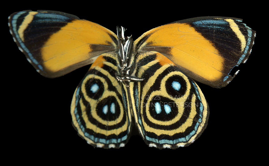 Callicore eunomia Ornament