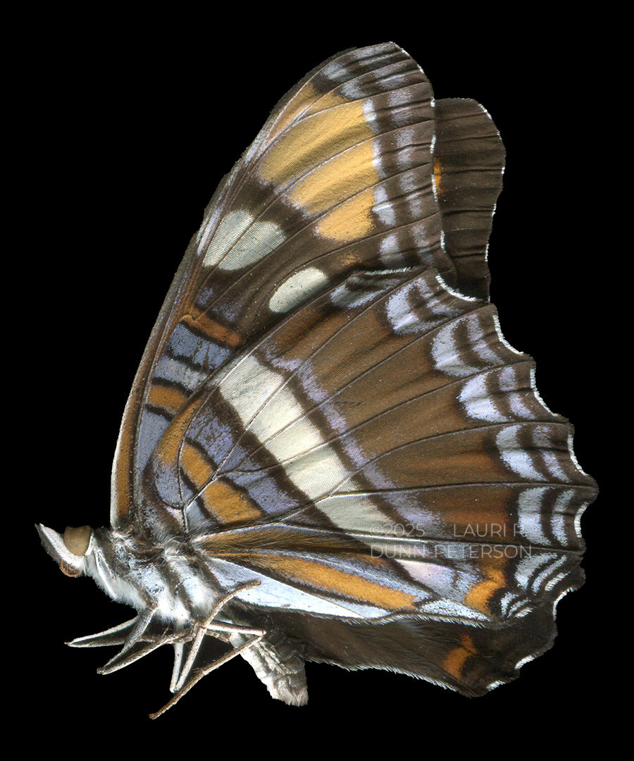 Adelpha eulalia Ornament