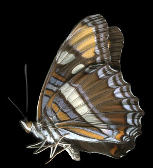 Adelpha Eulalia