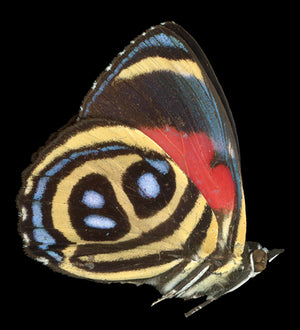 Paulogramma peristera