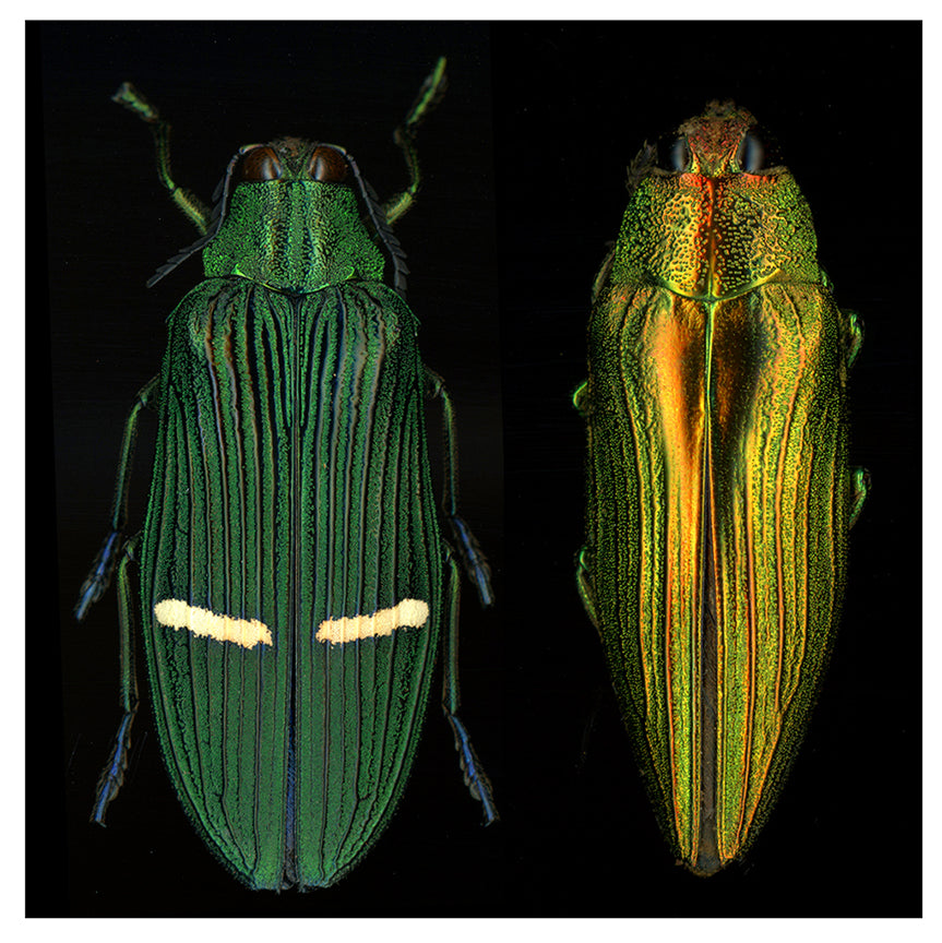 Buprestis aurulenta