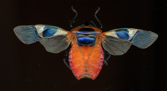 Eucorysses grandis