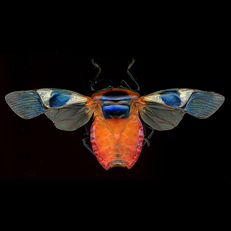 Catacanthus Nigripes