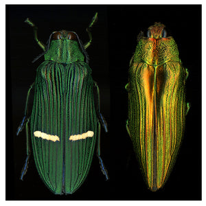 Buprestis aurulenta