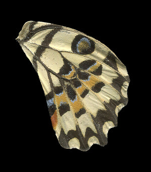 Papilio demoleus