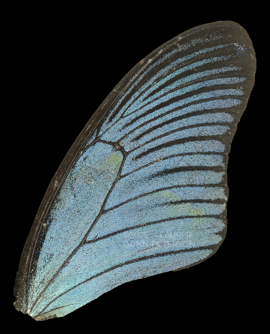 Papilio zalmoxis Ornament