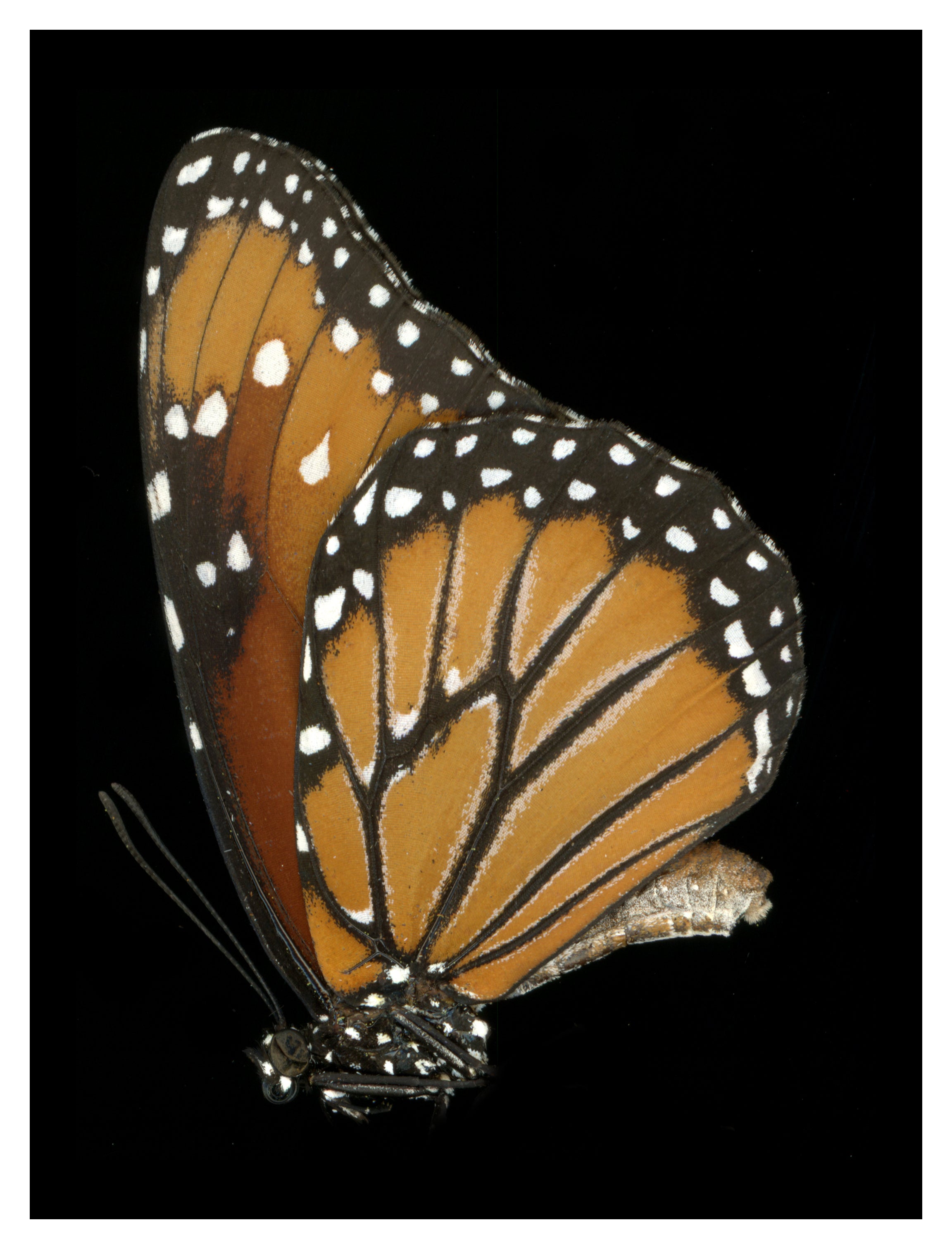 Danaus plexippus