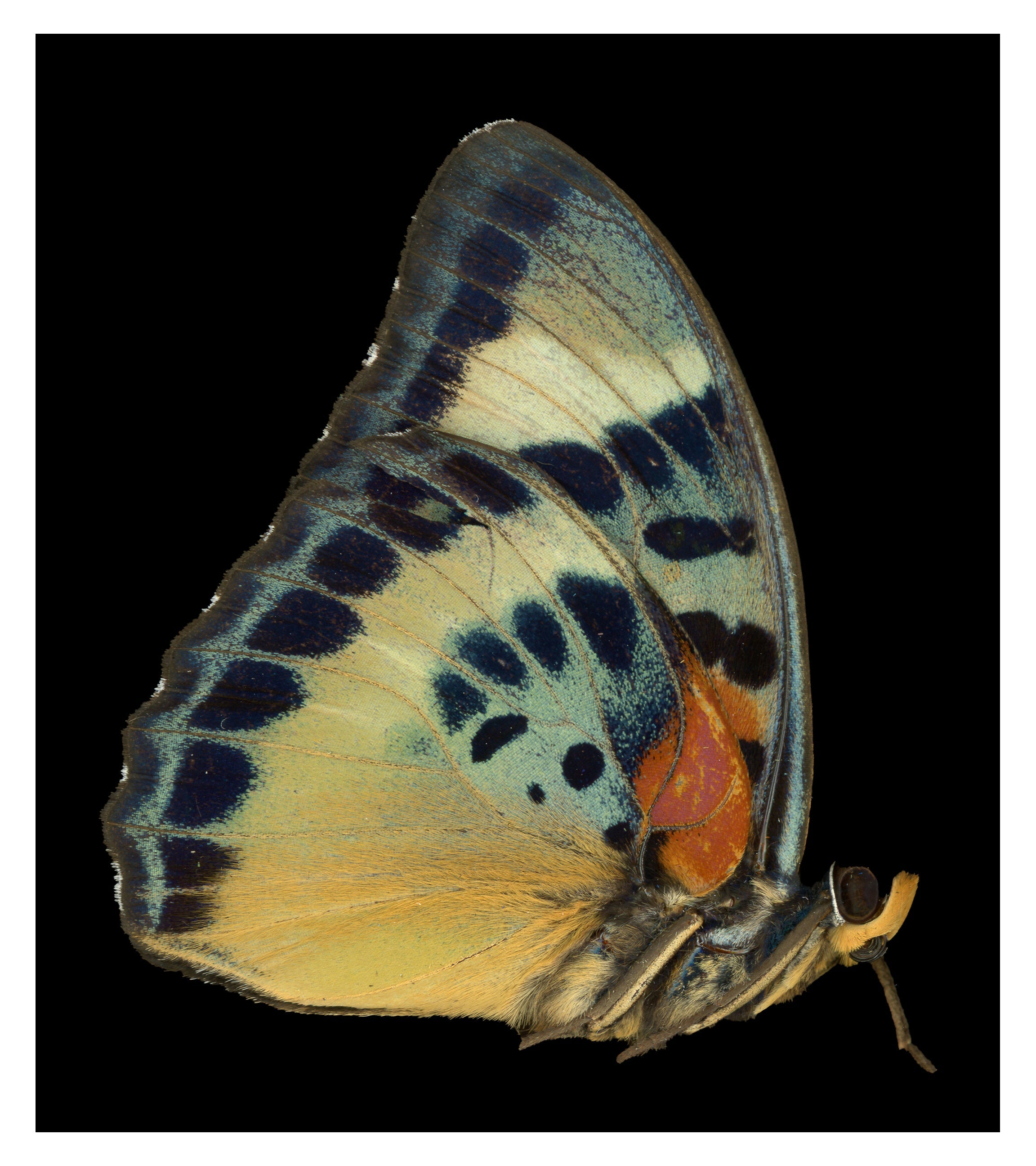 Euphaedra adonina II