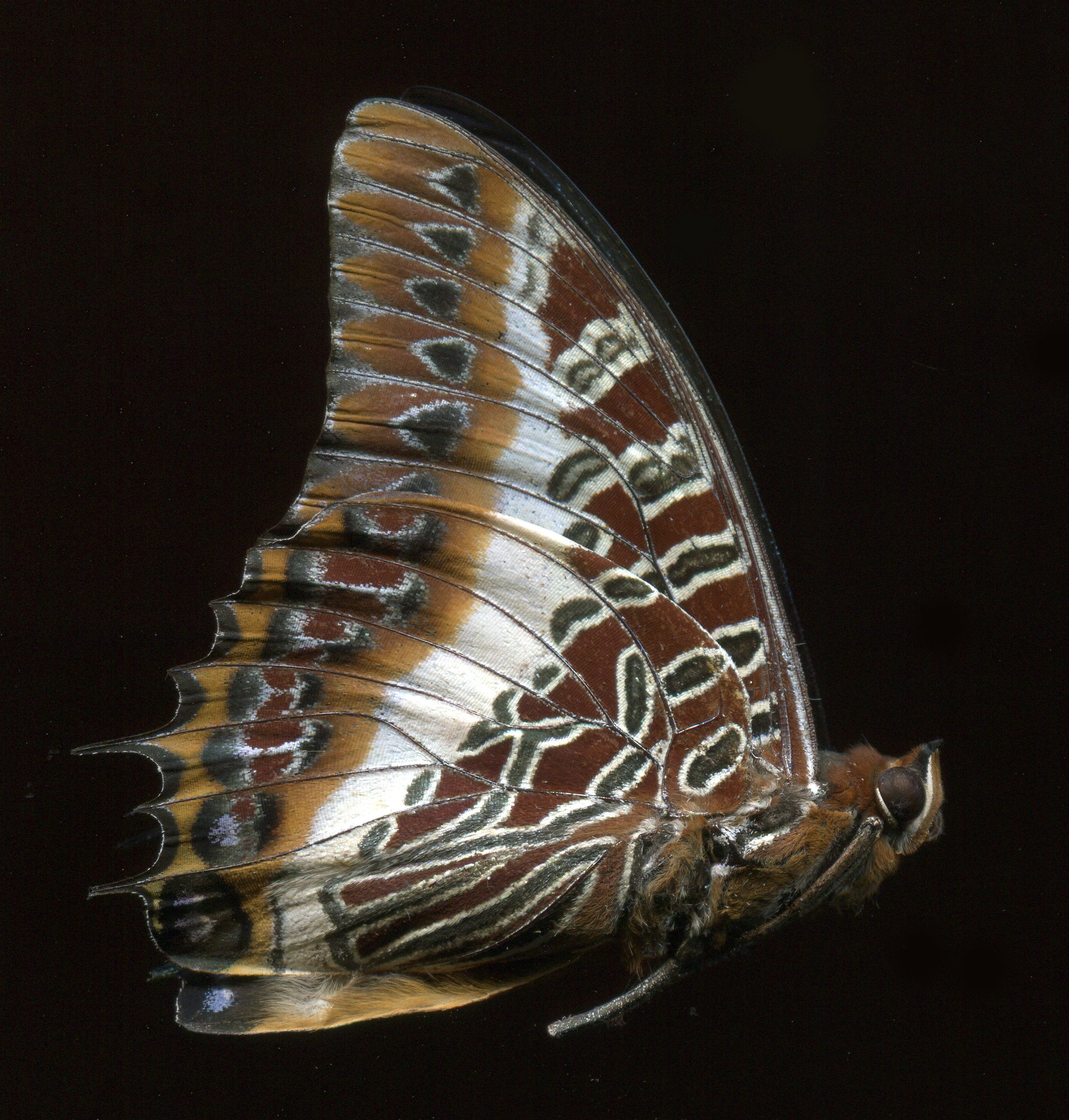 Charaxes jasius