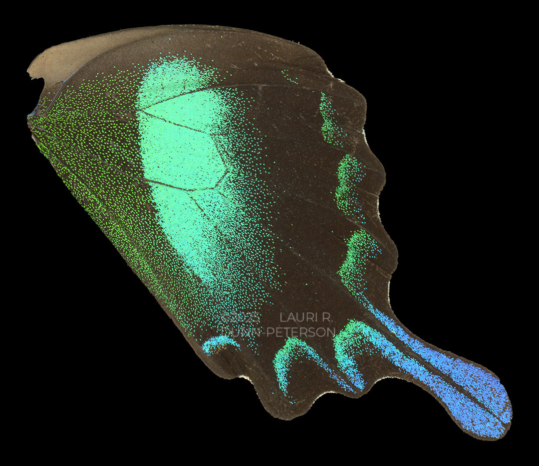 Papilio blumei Ornament