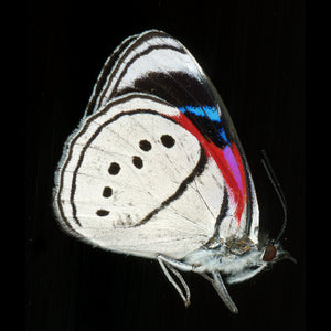 Bumble