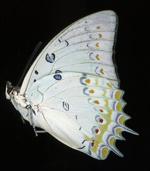 Polyura delphis