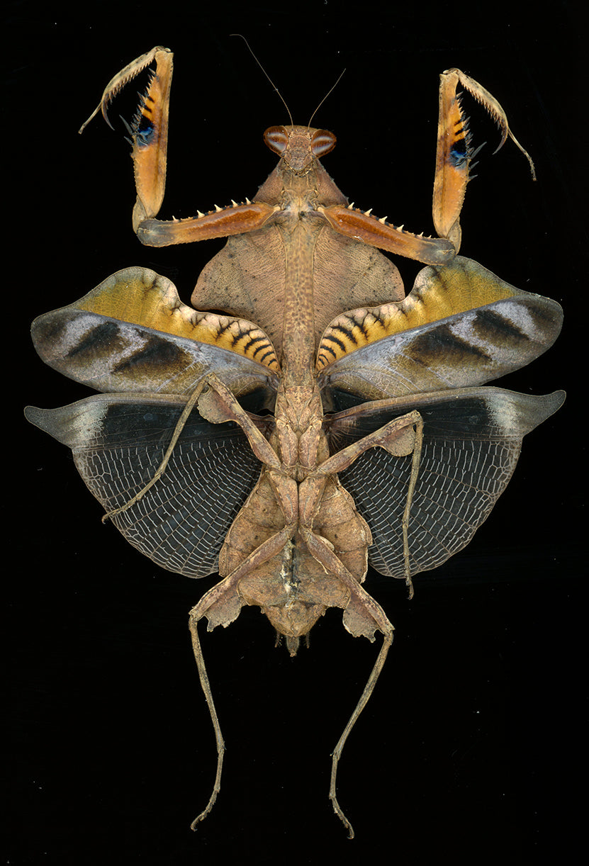 Deroplatys lobata