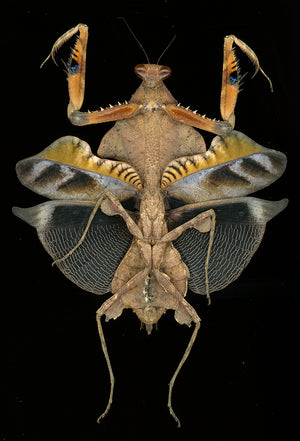 Deroplatys lobata