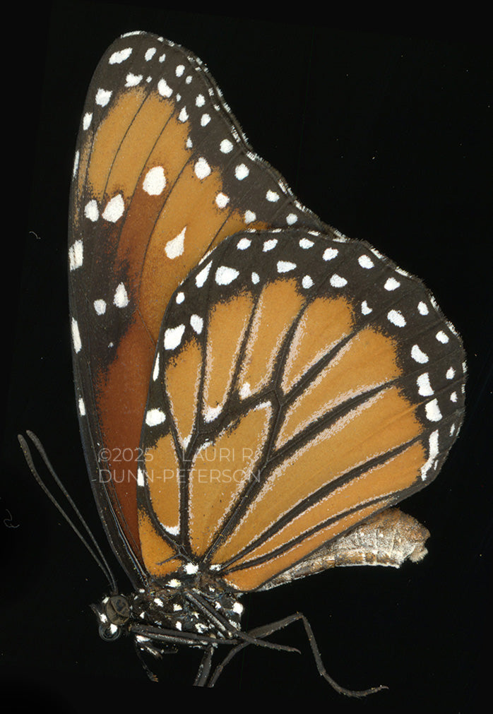 Danaus gilippus Ornament