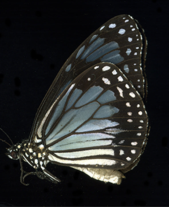 Hypolimnas monteironis
