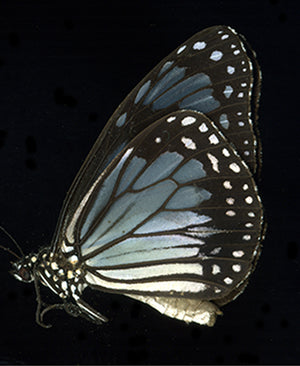 Hypolimnas monteironis