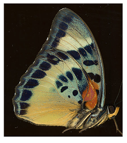 Euphaedra adonina