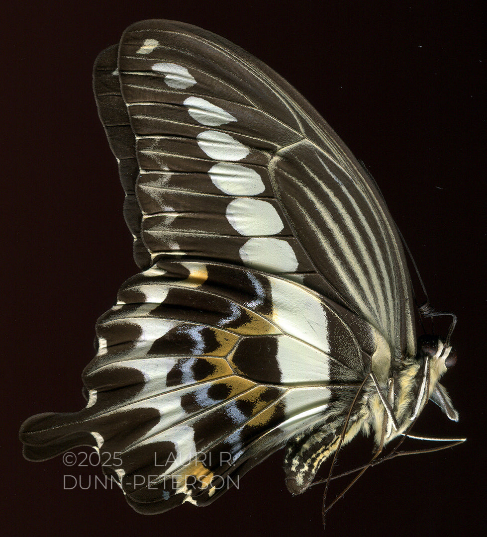 Papilio gigon Ornament