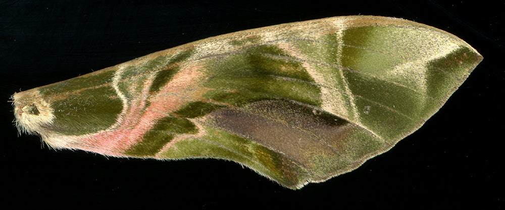 Daphnis nerii