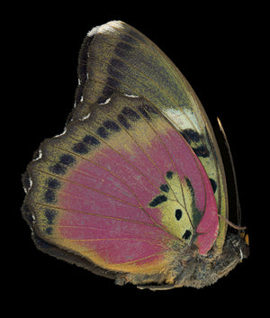 Euphaedra hebes
