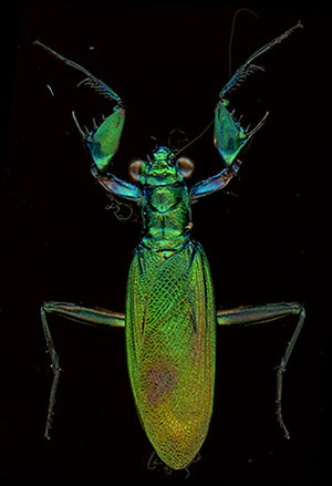 Metallyticus splendidus