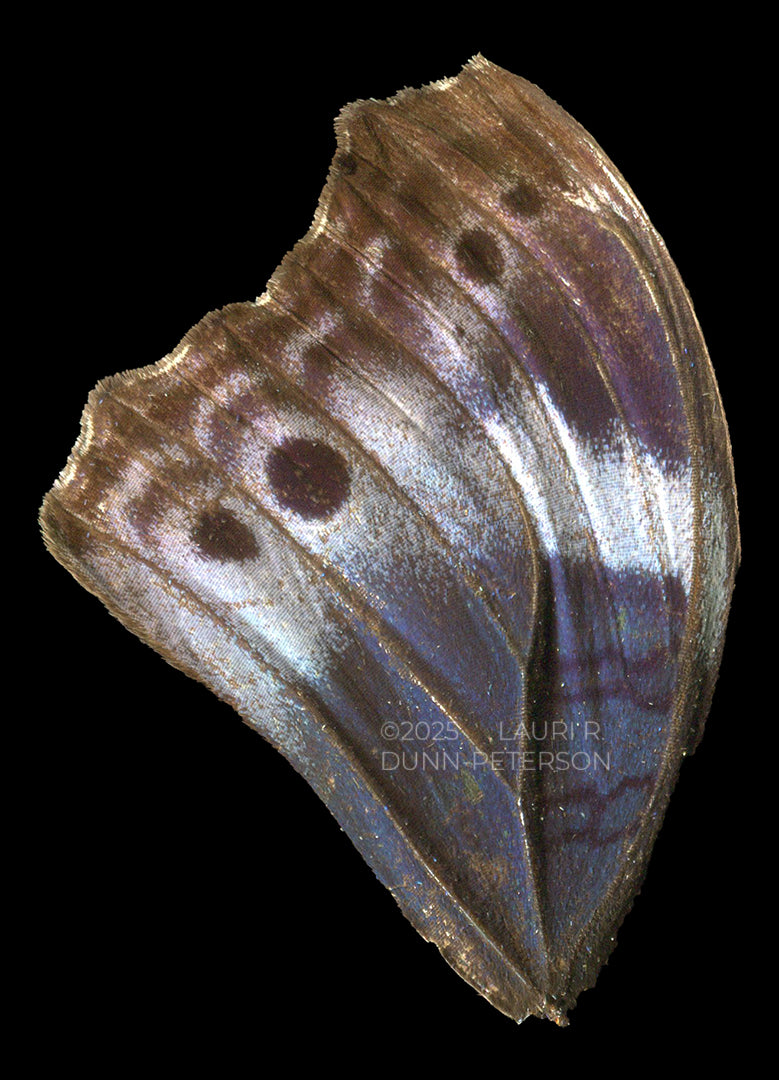 Protogoniomorpha temora Ornament