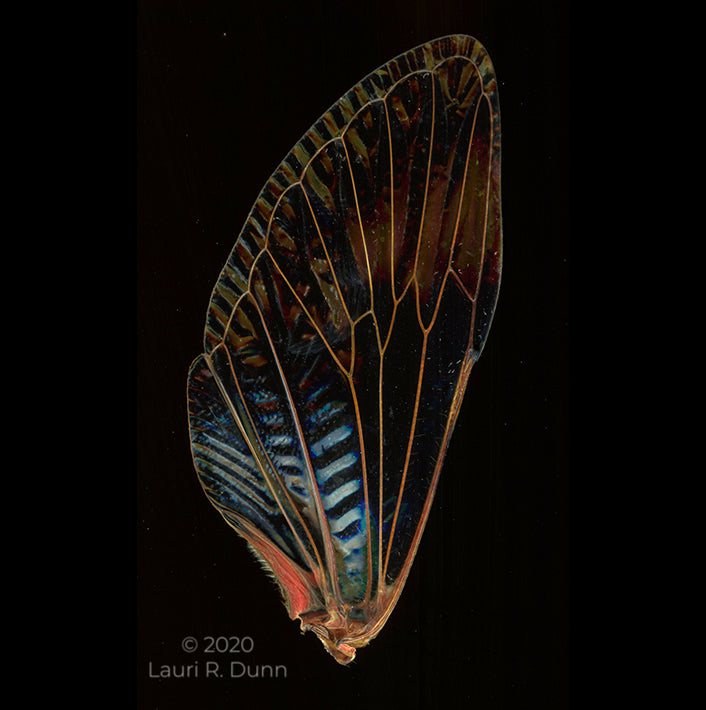 Megapomponia imperatoria Ornament