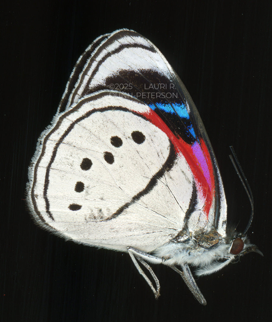 Mesotaenia vaninka Ornament