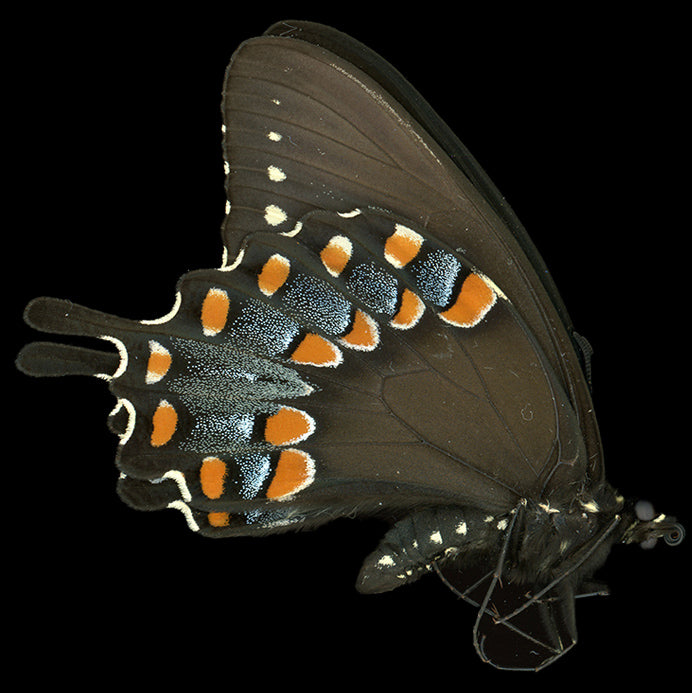 Papilio troilus