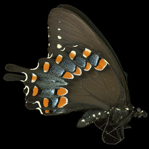 Papilio troilus
