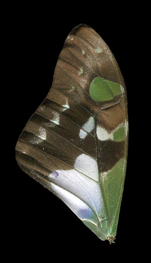 Graphium weiskei