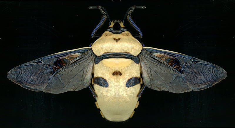 Eucorysses grandis