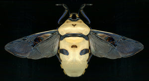 Eucorysses grandis