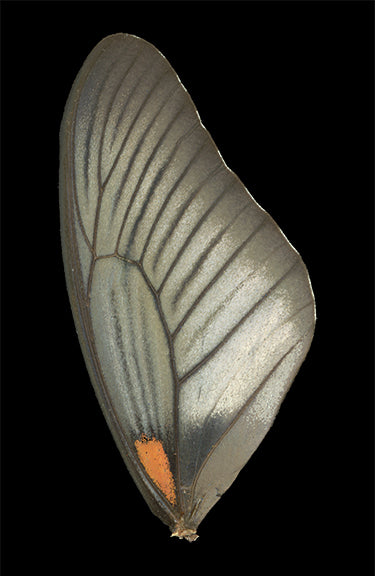 Papilio memnon