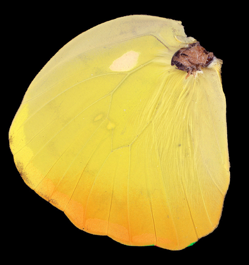 Phoebis philea