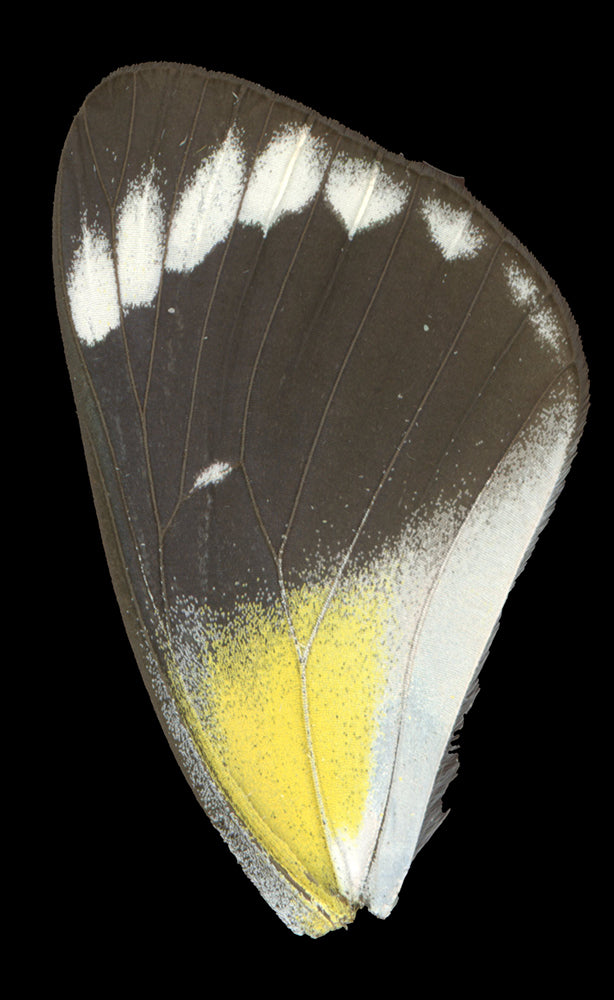 Delias timorensis
