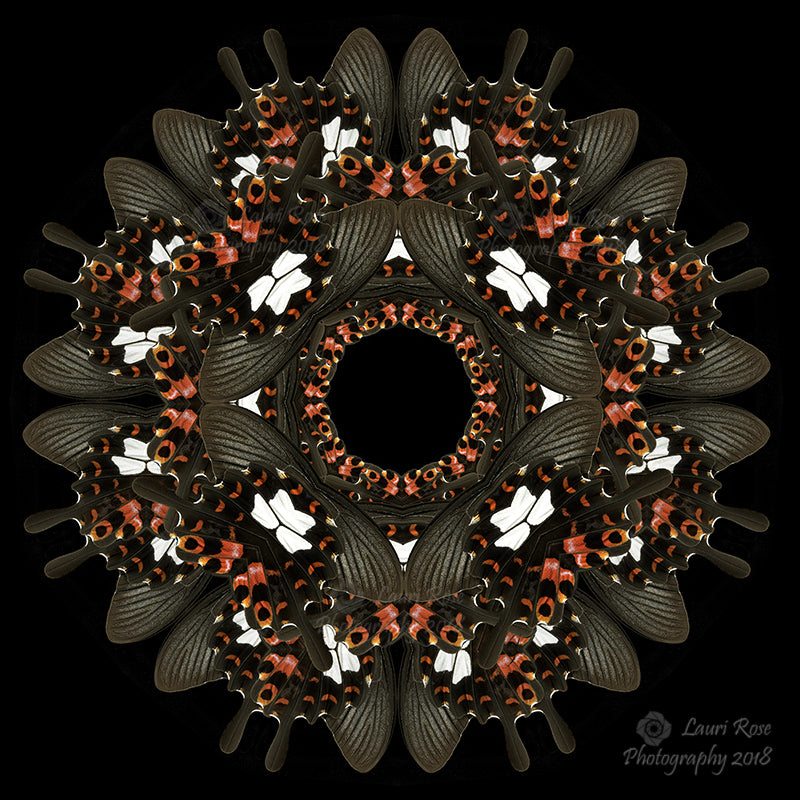 Coral