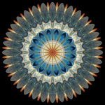 Shield