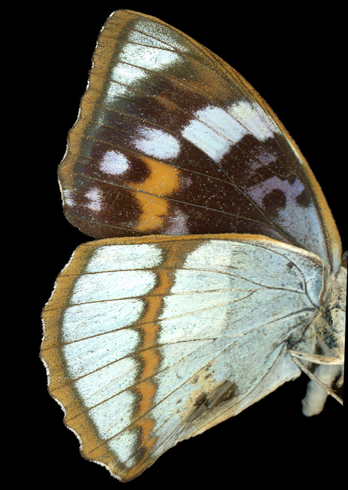  Apatura schrenkii