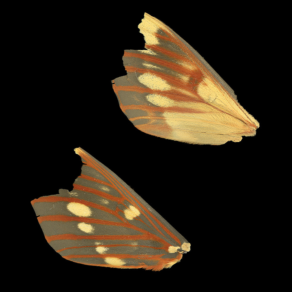 Citheronia splendens II