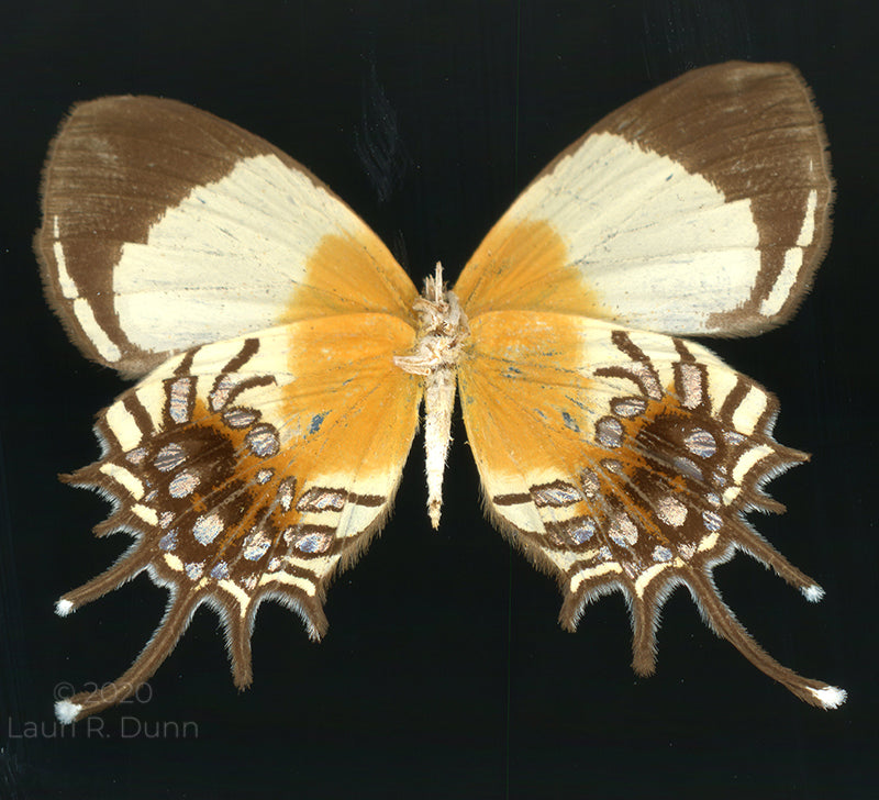 Helianthus