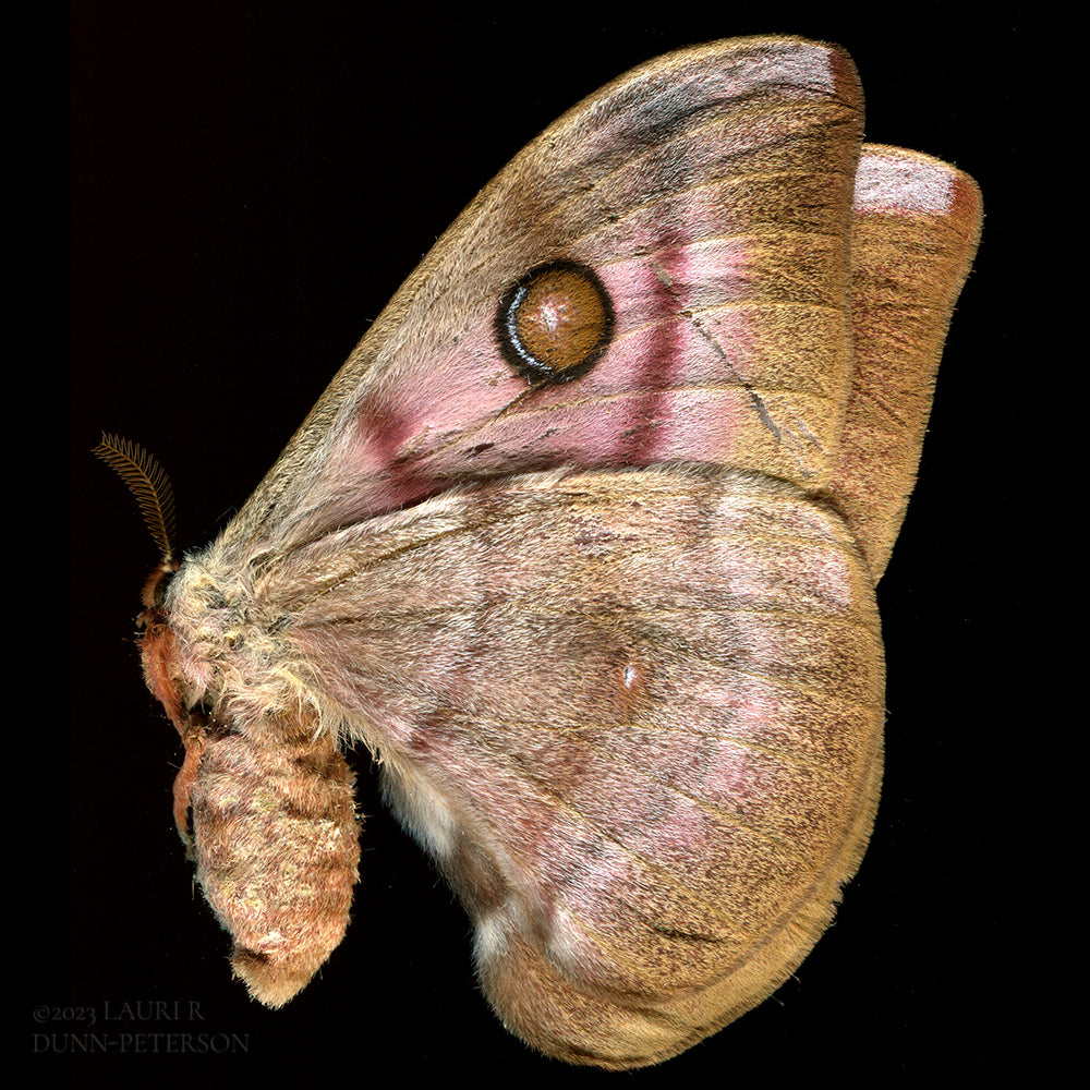  Antherina suraka