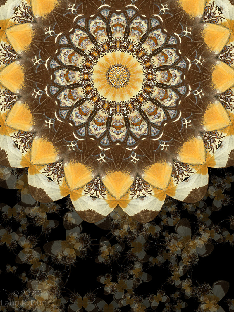 Helianthus