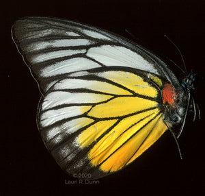 Delias hyparete